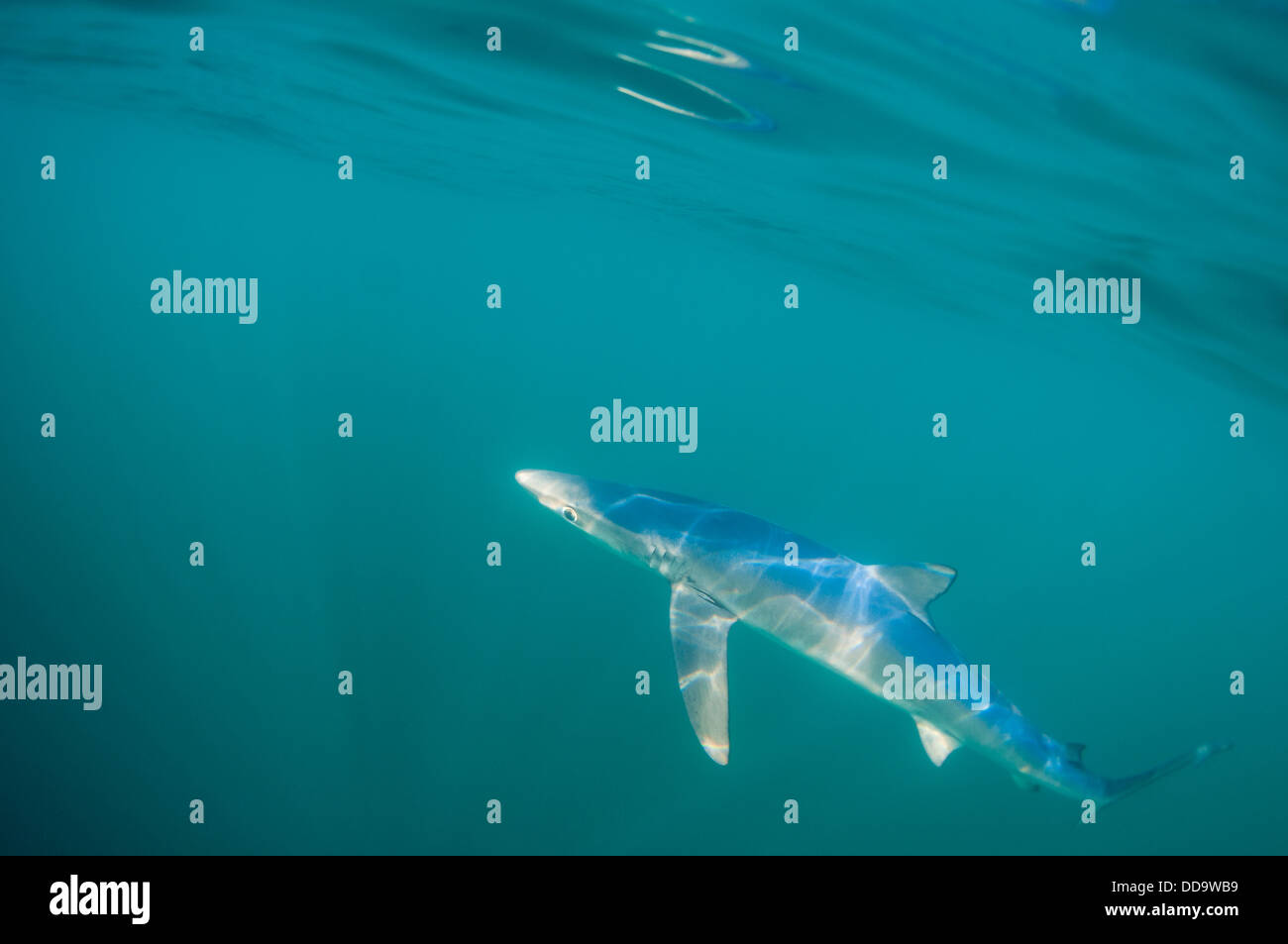 Requin bleu à Cornwall, UK Banque D'Images