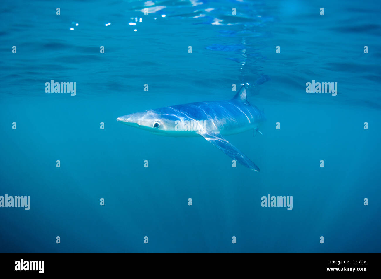 Requin bleu à Cornwall, UK Banque D'Images