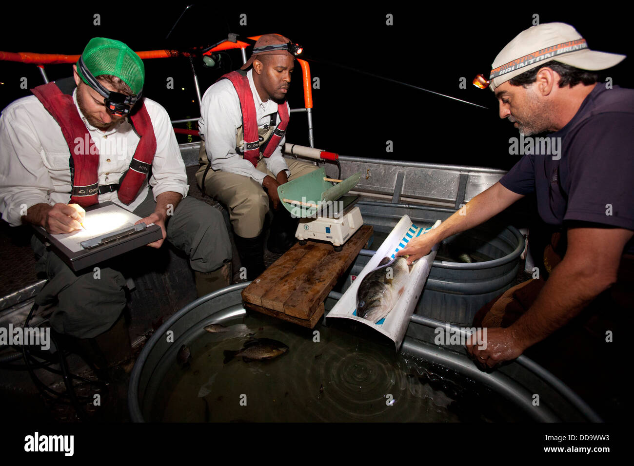 Le record du lac écologistes la biométrie des espèces de poissons lors de l'exécution d'une