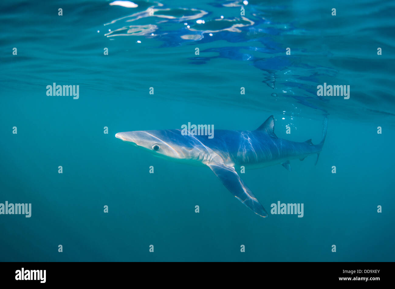 Requin bleu à Cornwall, UK Banque D'Images