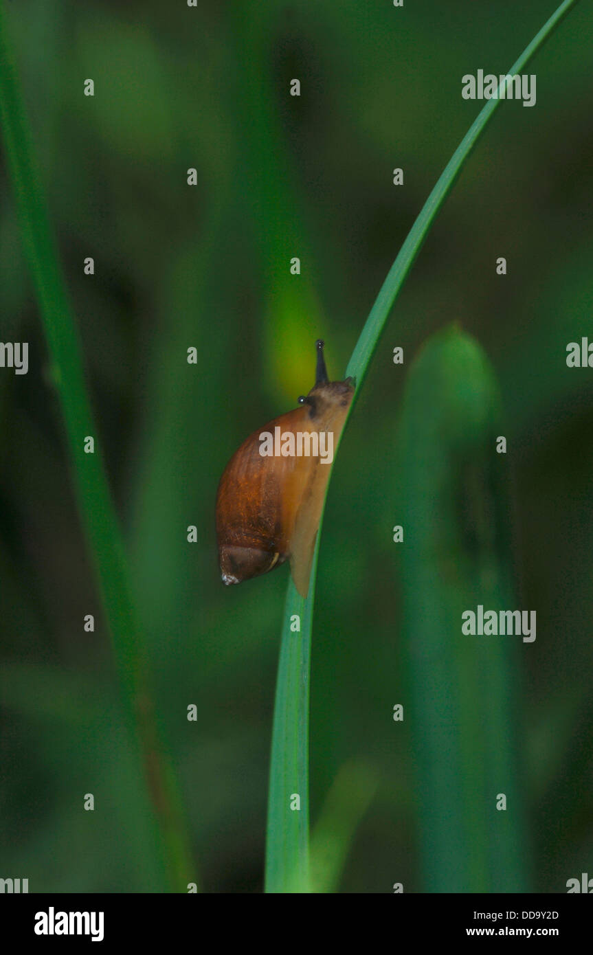 Grand Étang escargot.(Lymnaea stagnalis) Banque D'Images
