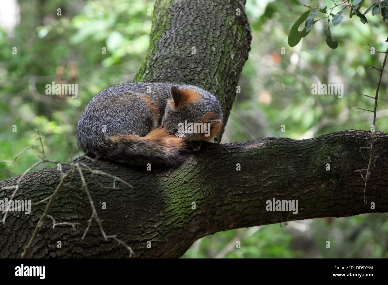 Un pan du renard gris très haut dans un arbre. Banque D'Images