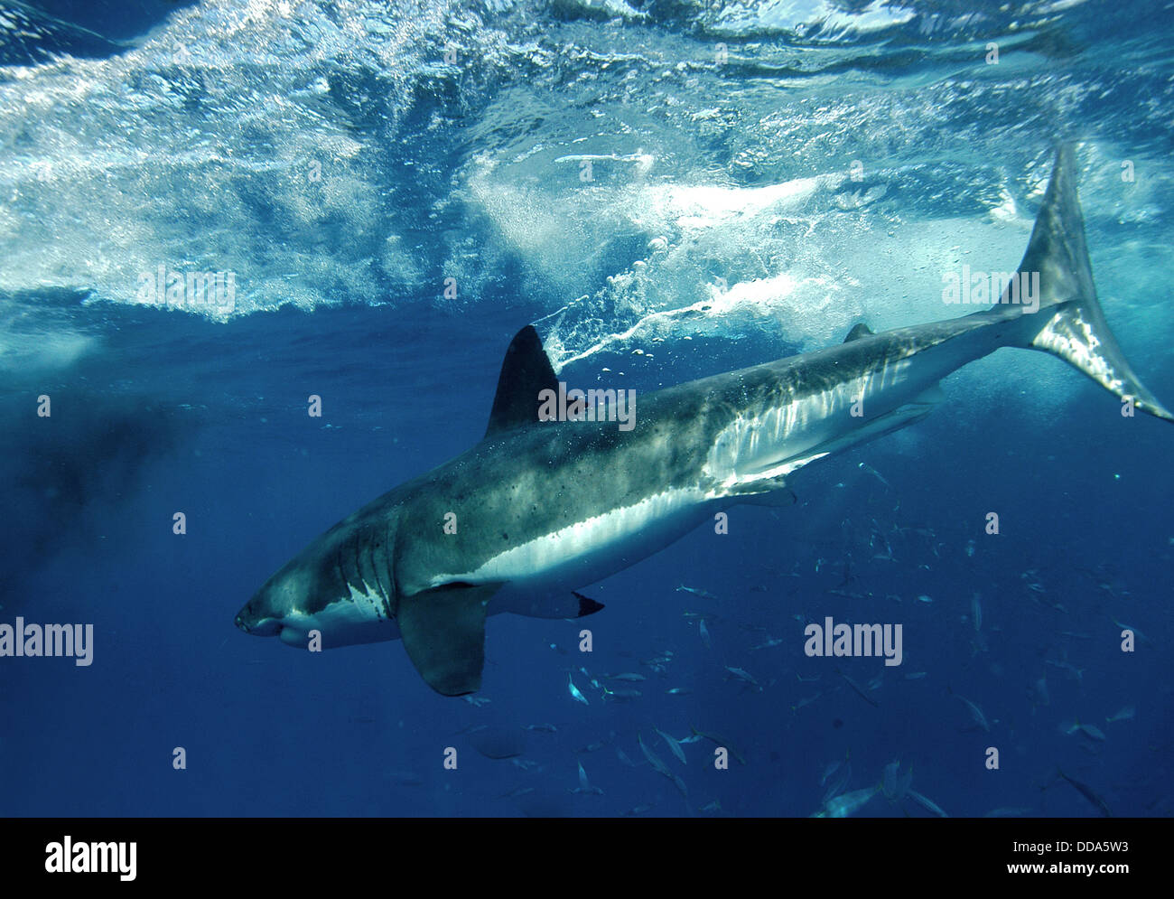 Un grand requin blanc, Carcharadon carcarias, plongée sous-marine. Banque D'Images