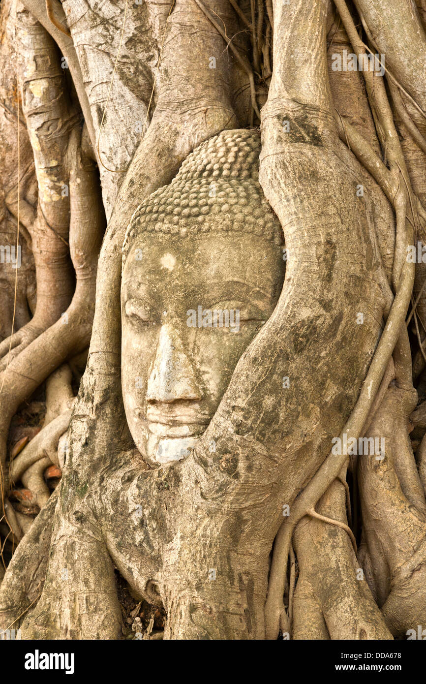 Tête d'un Bouddha en pierre figure dans les racines des arbres dans le parc historique d'Ayutthaya, qui a les ruines de l'ancienne capitale de Banque D'Images