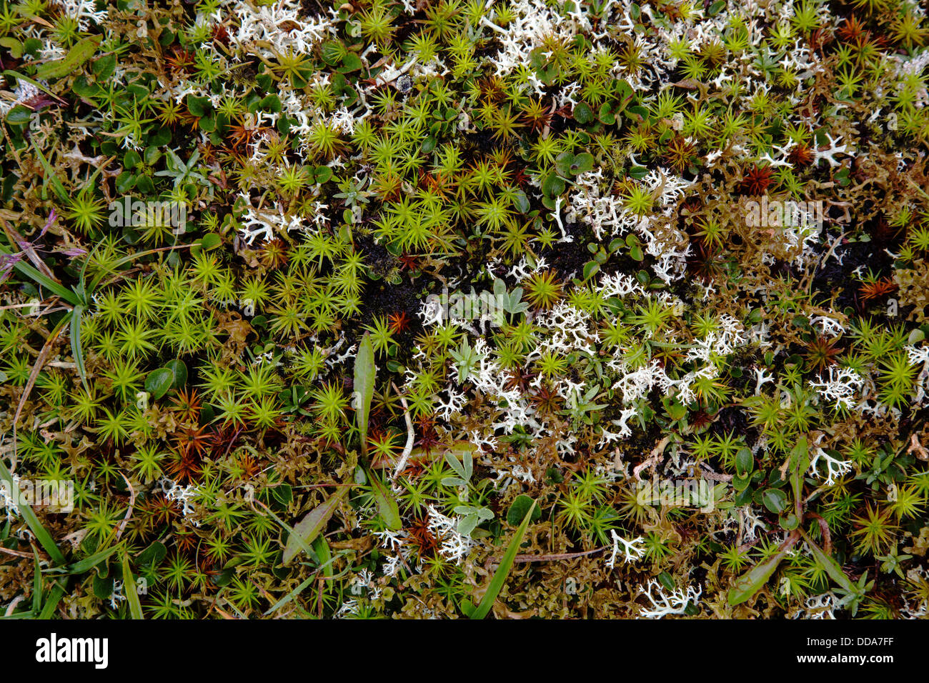 Mélange coloré de sphagnum mousses lichens et autres plantes formant des tapis richement détaillée sur les landes à 1200m en Norvège Banque D'Images
