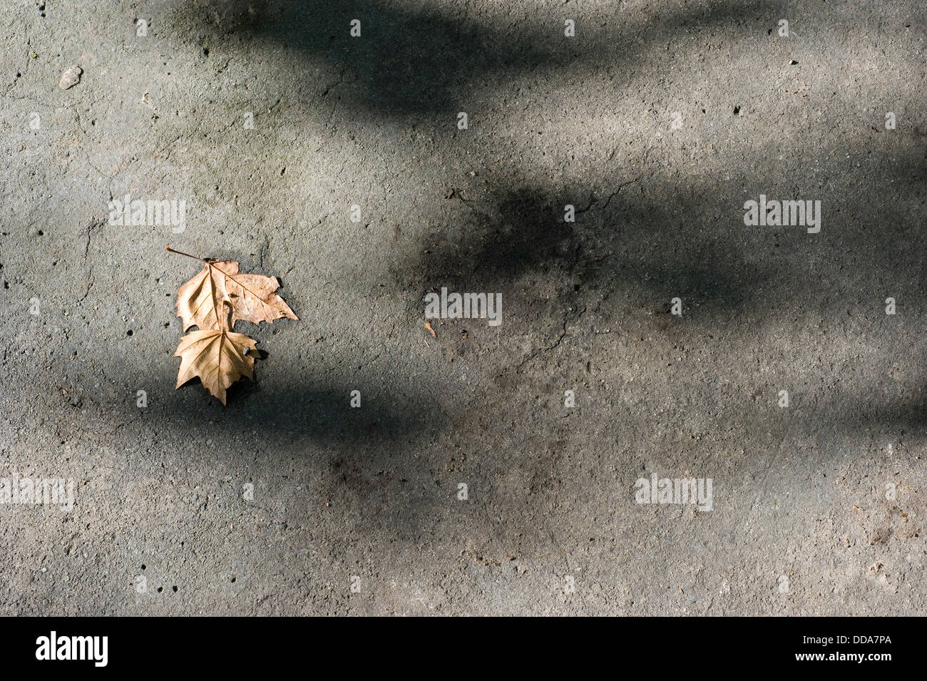 Dead brown feuilles sur une ancienne surface fissurée tarmac pommelé avec la lumière et les ombres. Banque D'Images