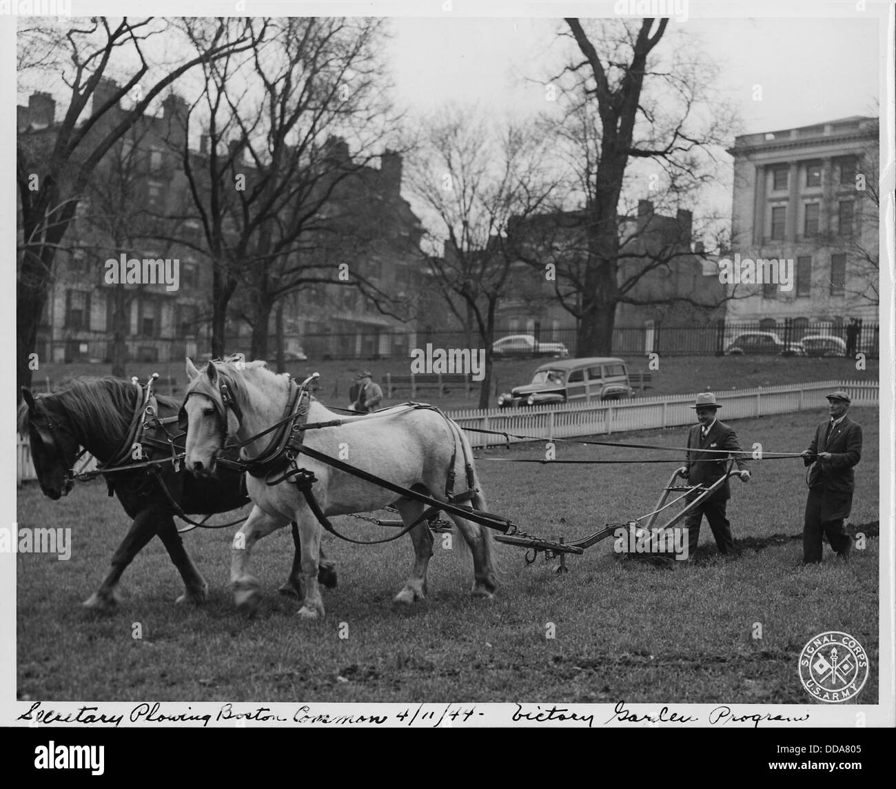 Cette image montre un secrétaire labourant une section de Boston Common dans le cadre du Victory Garden Program pendant la première Guerre mondiale. Le programme encourageait les citoyens à cultiver leur propre nourriture pour soutenir l'effort de guerre. Banque D'Images
