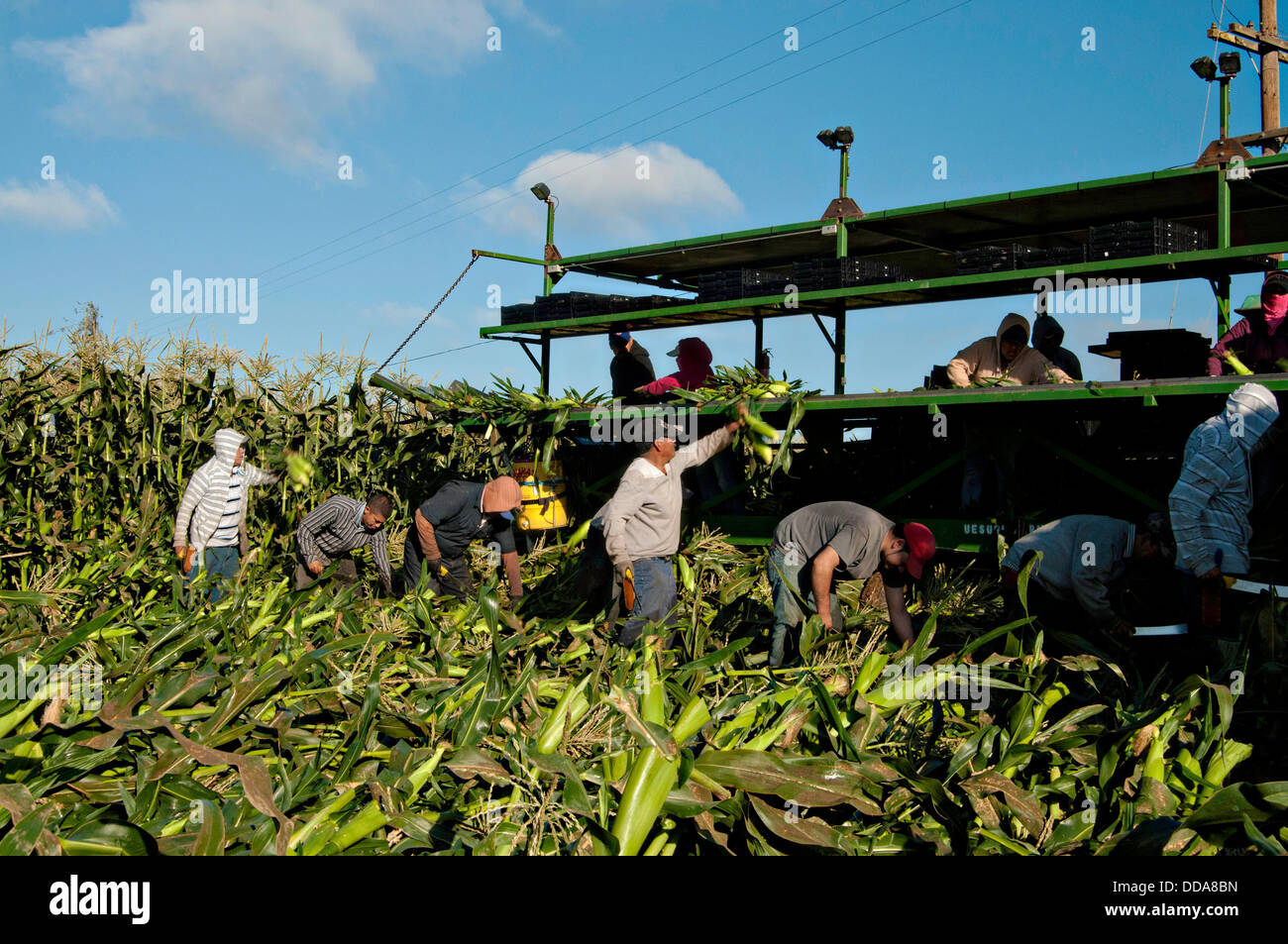 Les travailleurs migrants du maïs frais de récolte à Kenshin Uesugi Farms, 28 août 2013 à Gilroy, en Californie. Banque D'Images