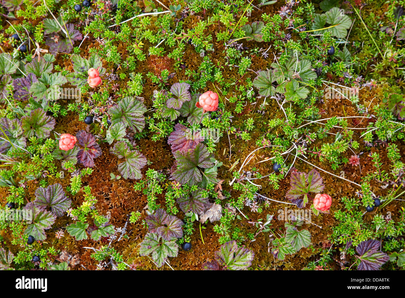 Plaquebière Rubus chamaemorus poussant dans les tourbières de montagne élevée à 100m en Norvège Jotunheimen Banque D'Images