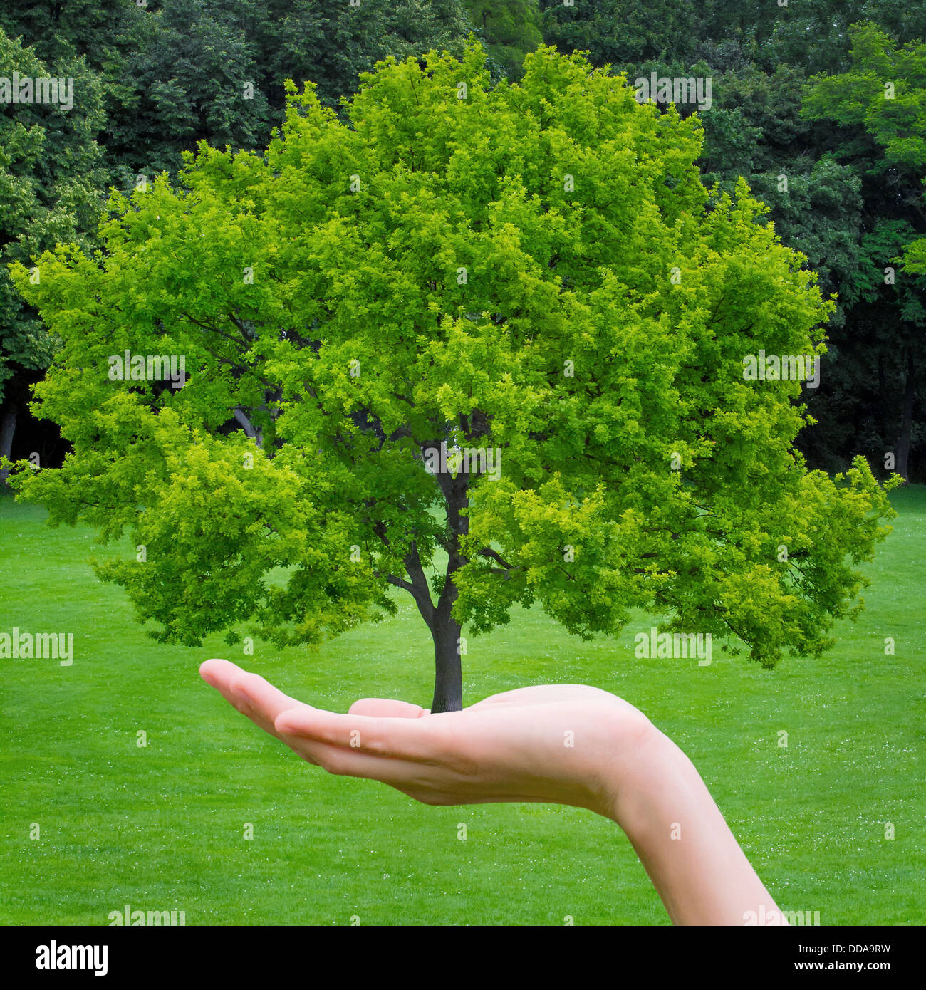 Bel arbre vert sur une main Banque D'Images
