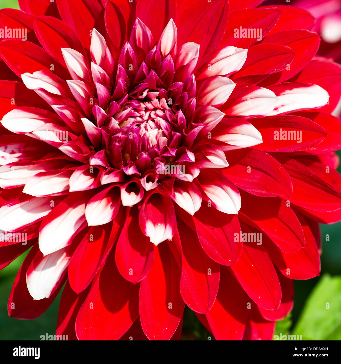 Belle fleur de chrysanthème rouge dans le jardin Banque D'Images