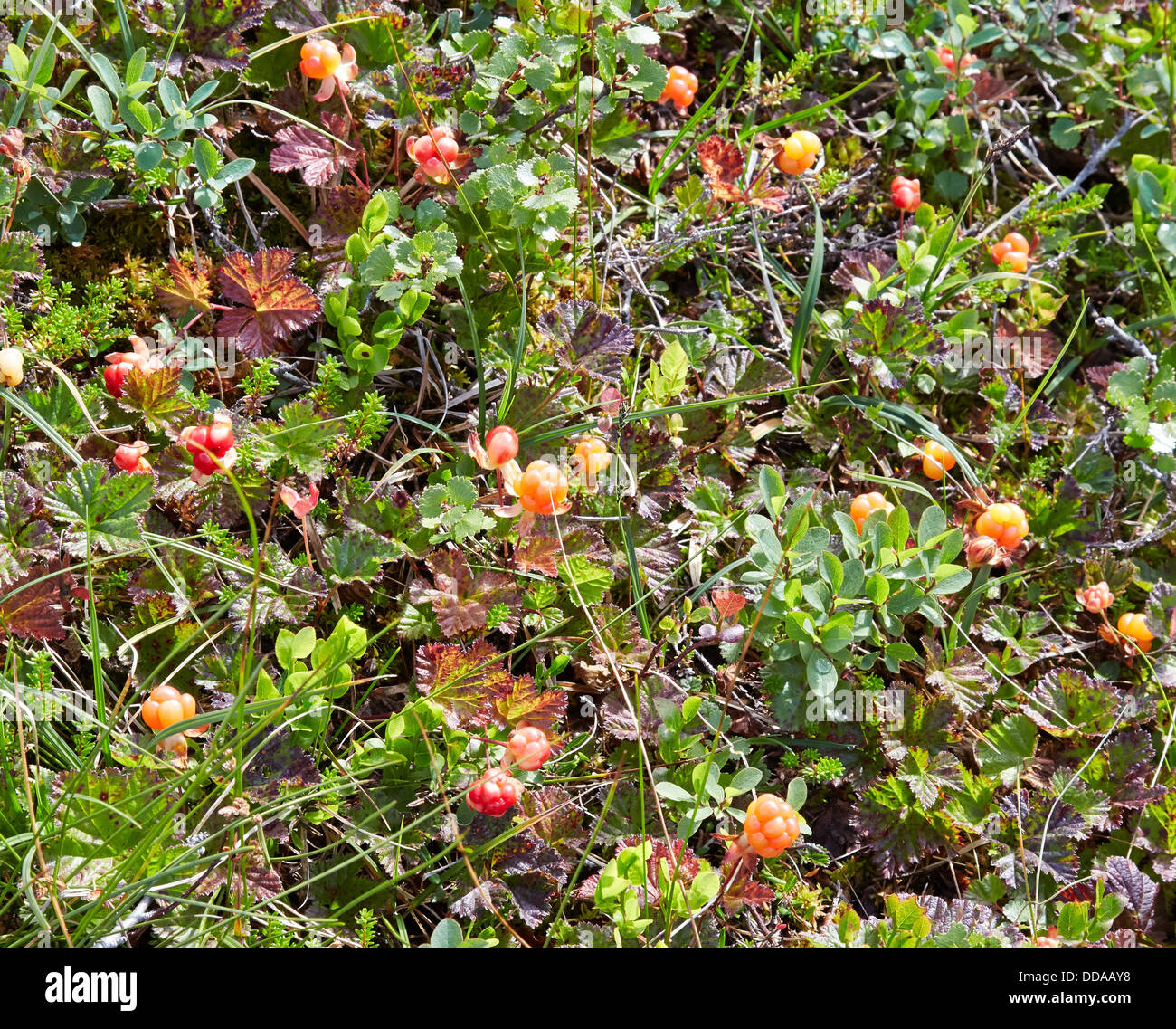 Plaquebière Rubus chamaemorus dans une tourbière à sphaignes humides dans le centre de la Norvège avec une bonne récolte de fruits orange mûrs savoureux Banque D'Images