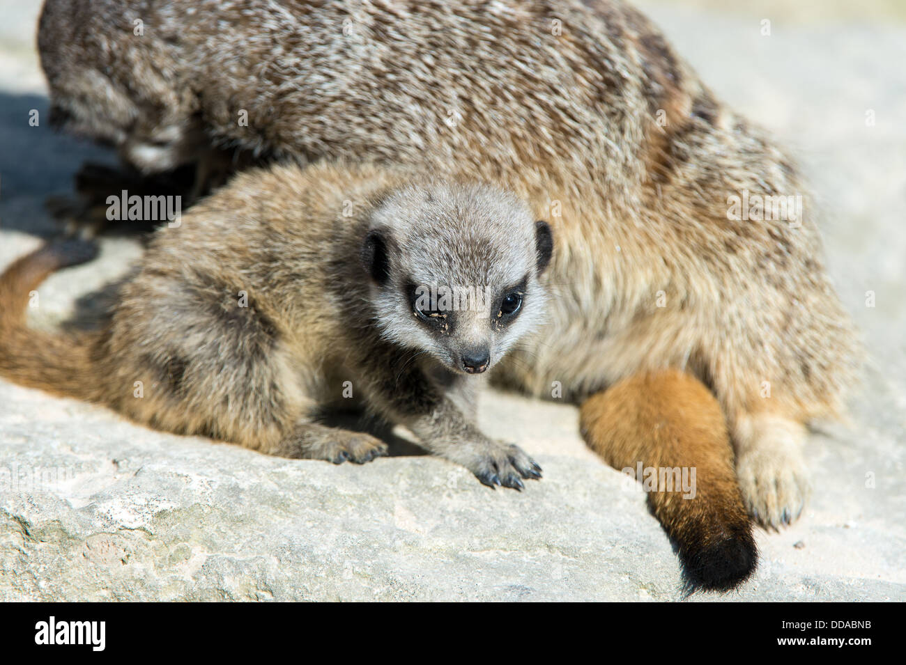 Bébé suricate Banque D'Images Bébé suricate Banque D'Images