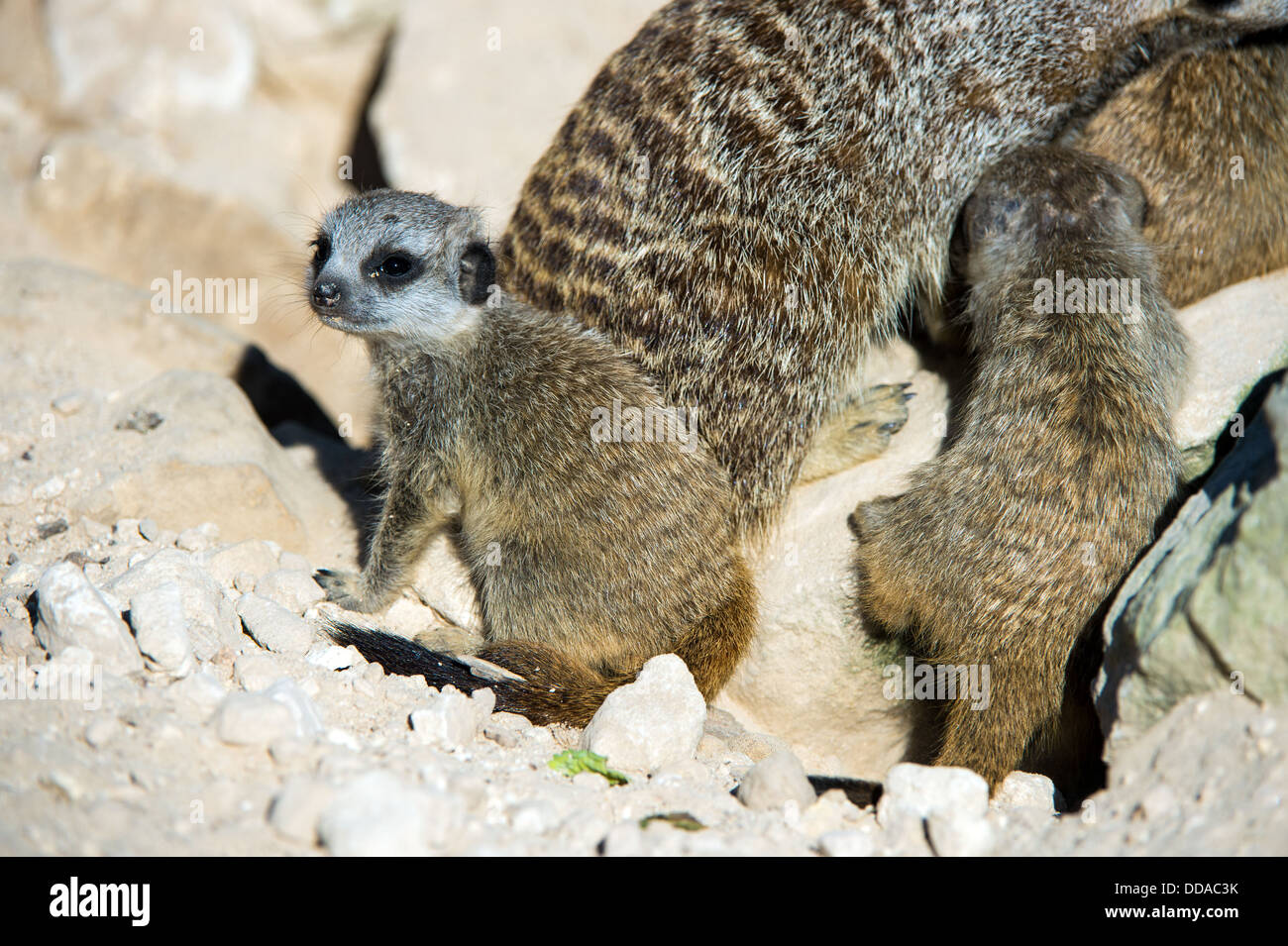 Bébé suricate Banque D'Images