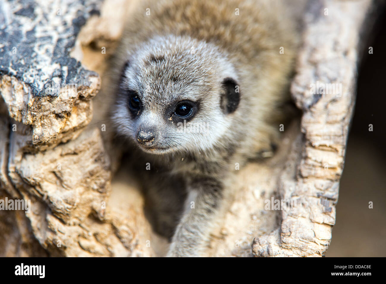 Bébé suricate Banque D'Images Bébé suricate Banque D'Images