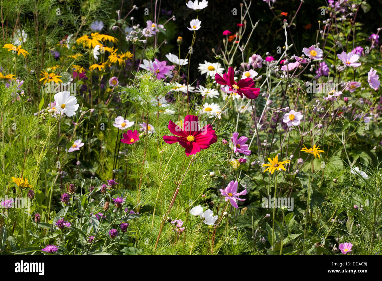 Fleurs Dans Un Cottage Anglais Jardin Banque Dimages Photo