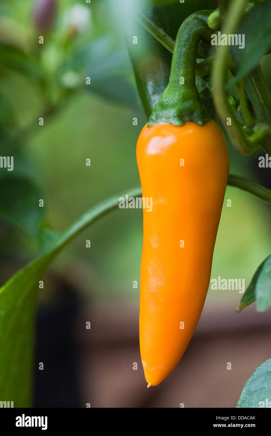 Capsicum annum 'carotte' bulgare. De plus en plus de piment sur plante dans un environnement protégé. Banque D'Images