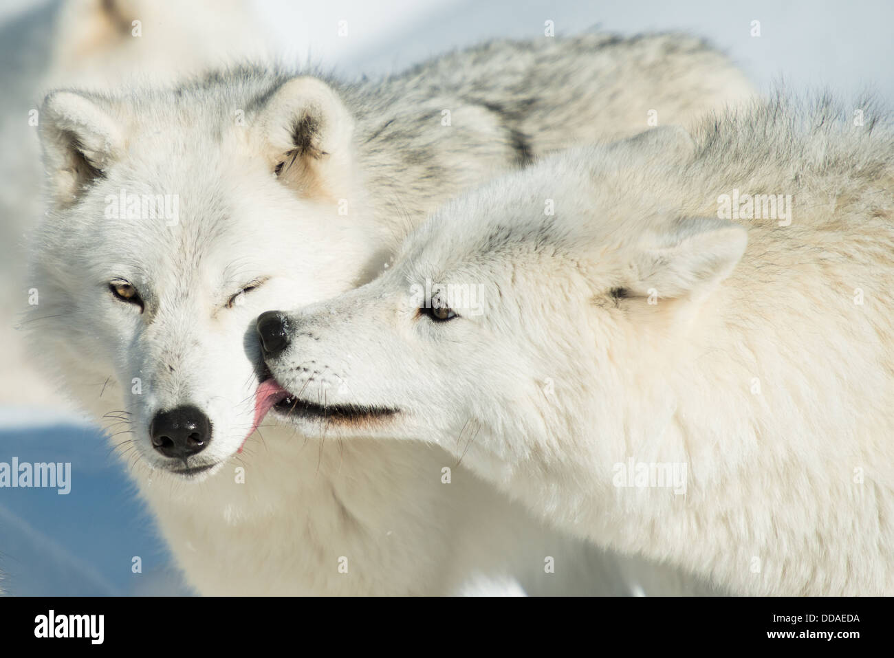 Deux loups arctiques se lécher et baiser les uns les autres Photo Stock — free download