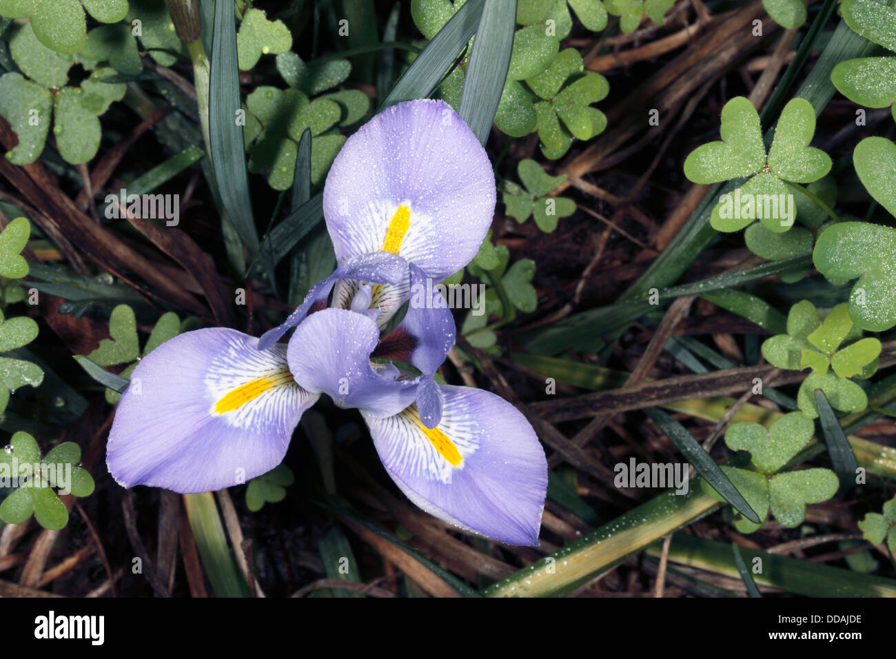 Close-up of Iris algérien / hiver nain iris Iris unguicularis- floraison [anciennement Iris stylosa] -Famille Iridaceae Banque D'Images