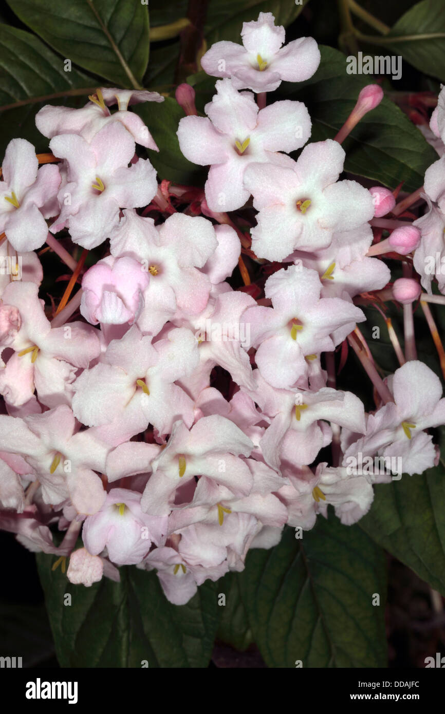 Close Up De Fleur De Rose Spice Pinces Luculia Ombelle