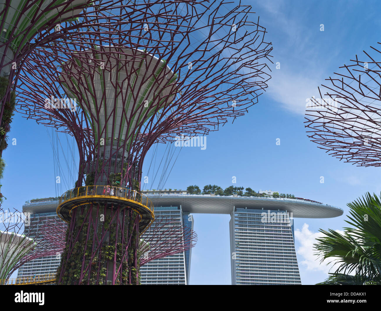 Dh Supertree Grove GARDENS BY THE BAY SINGAPOUR Supertrees jardins verticaux Marina Bay Sands passerelle Skyway Hotel Sky Garden Banque D'Images