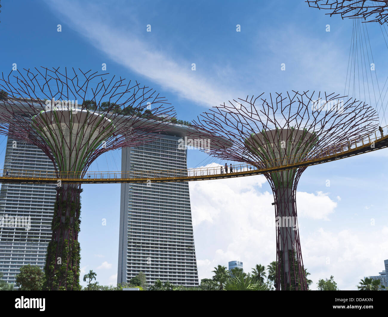 Dh Supertree Grove GARDENS ALLÉE DE LA BAIE des jardins verticaux Supertrees Singapour Marina Bay Sands Skyway Hotel Sky Garden Banque D'Images