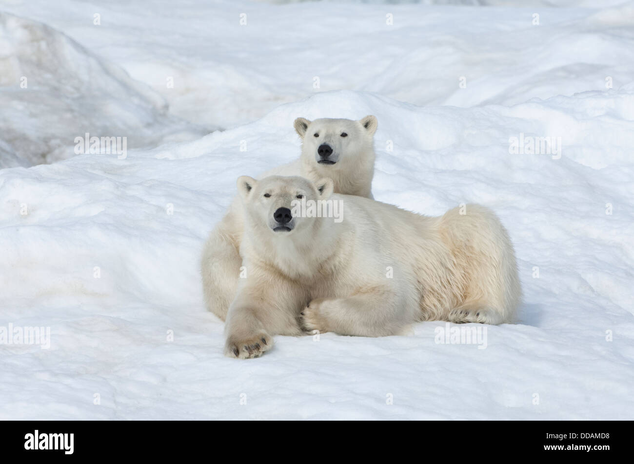 Mère ours polaire avec un deux ans cub (Ursus maritimus), l'île Wrangel, en Russie Banque D'Images