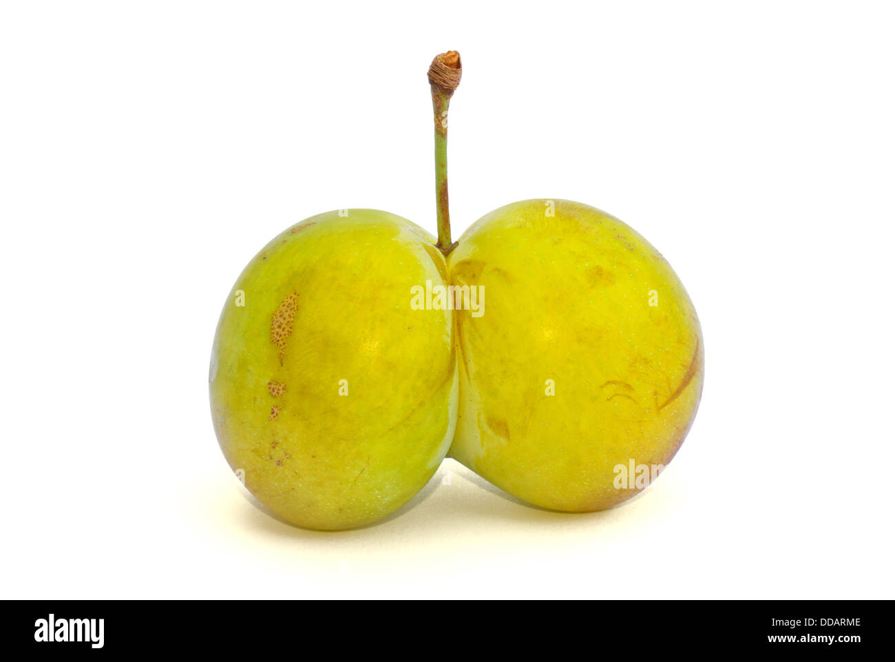 Panache déformés, panaches grandi ensemble comme deux frères siamois Banque D'Images