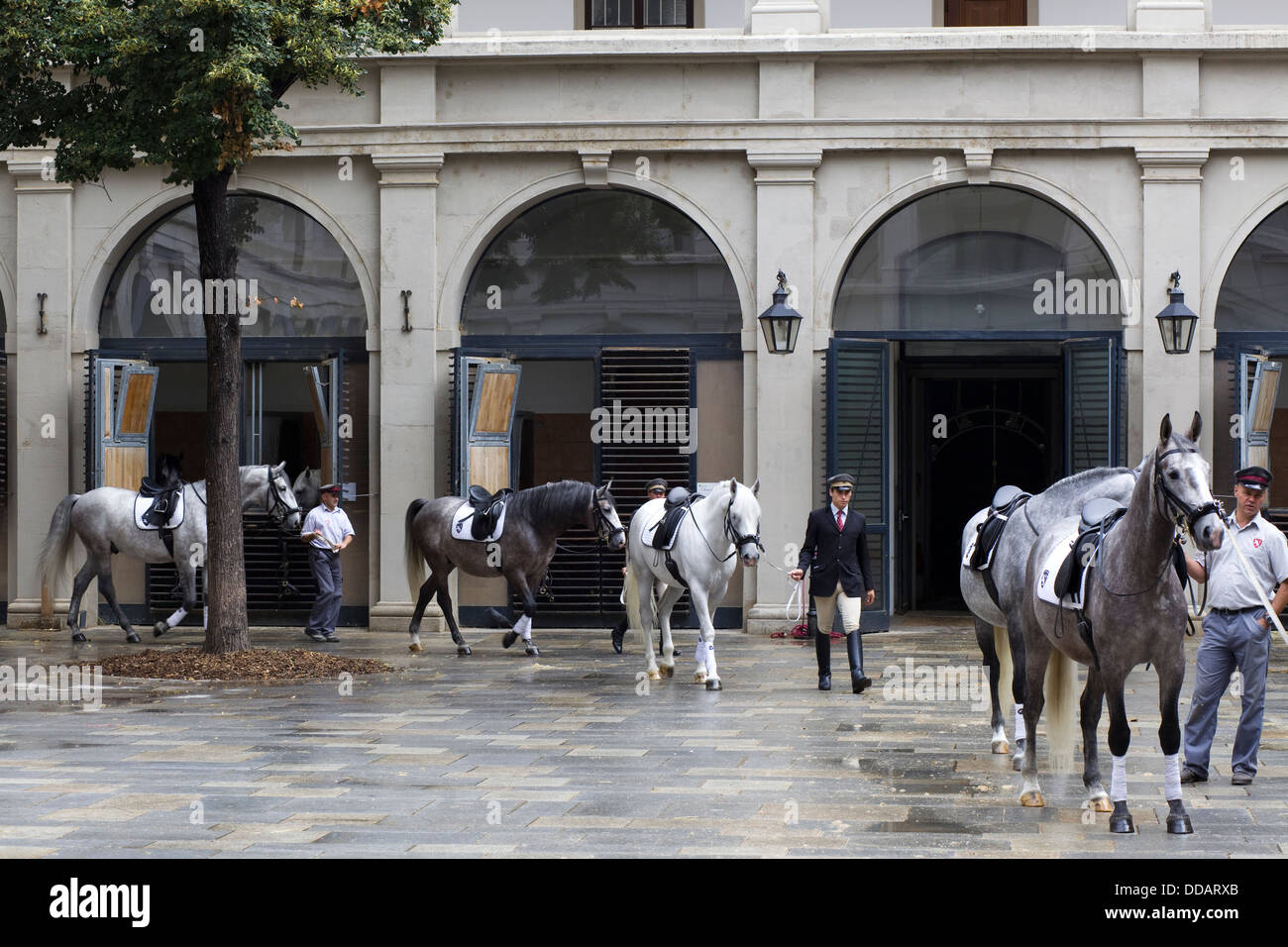 Chevaux Lipizzans à pied par cour pour commencer la formation à l'École d'équitation espagnole à Vienne Banque D'Images