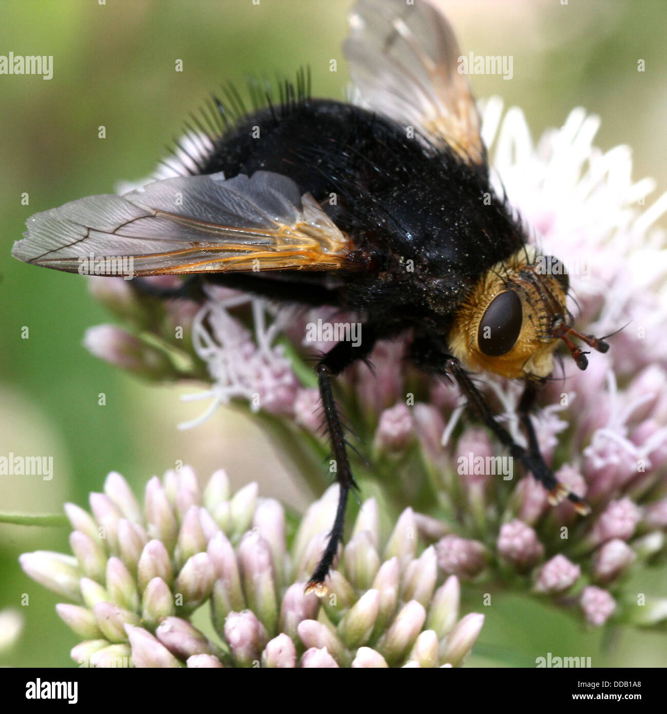 Tachinaire géant (Tachina grossa) se nourrissent d'une fleur d'agrimony-chanvre Banque D'Images