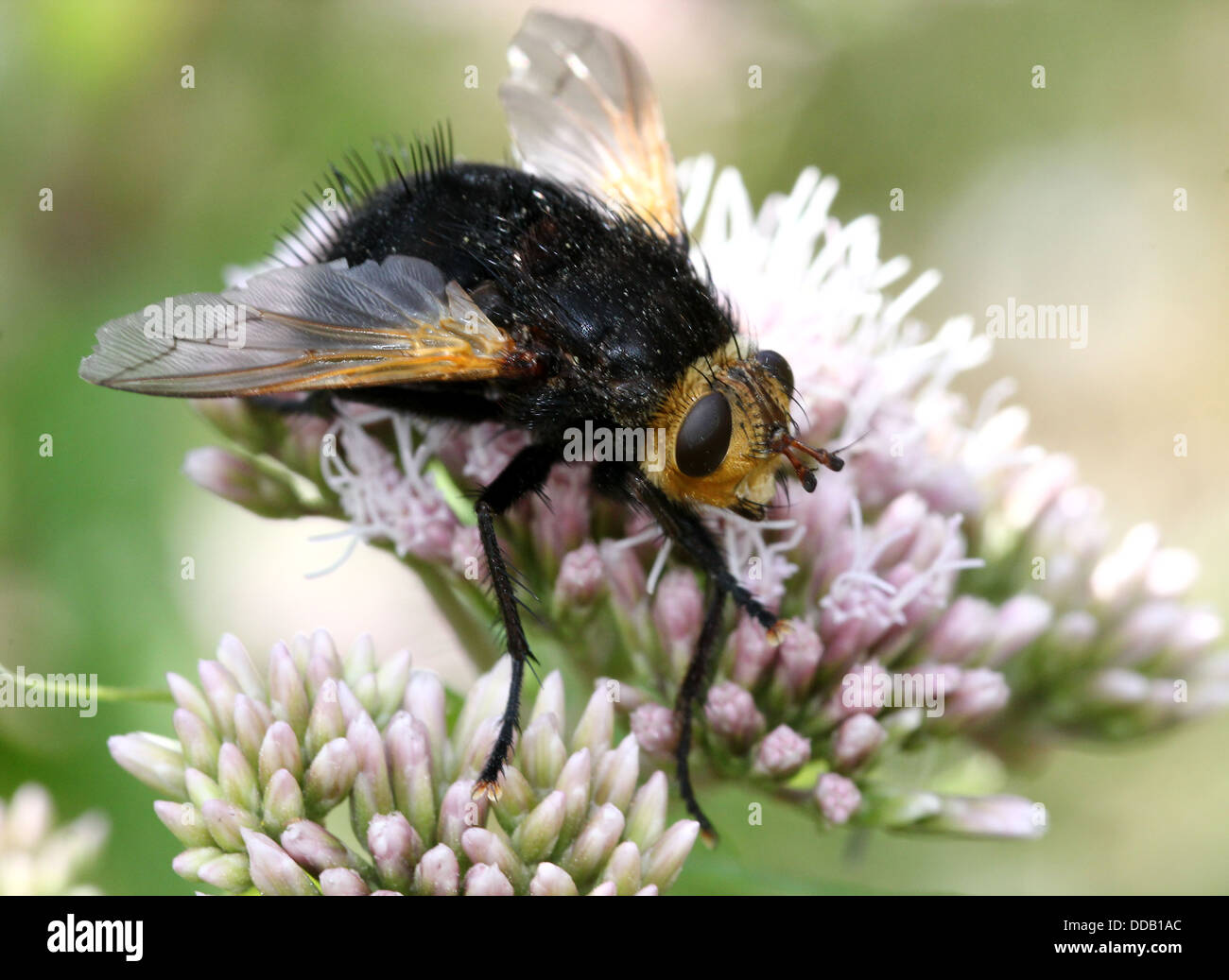 Tachinaire géant (Tachina grossa) se nourrissent d'une fleur d'agrimony-chanvre Banque D'Images