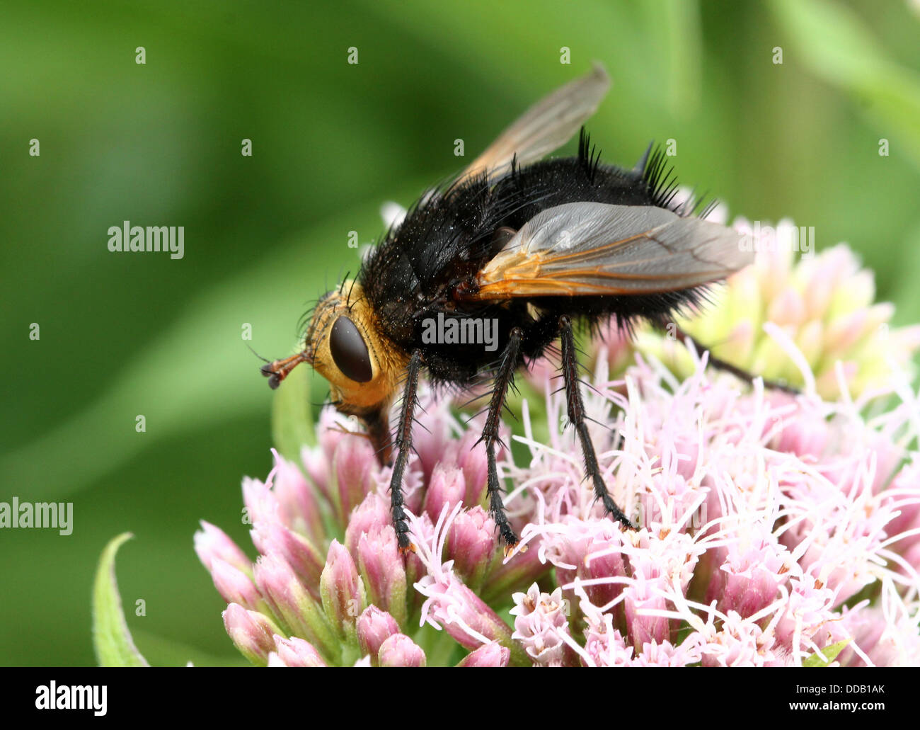 Tachinaire géant (Tachina grossa) se nourrissent d'une fleur d'agrimony-chanvre Banque D'Images