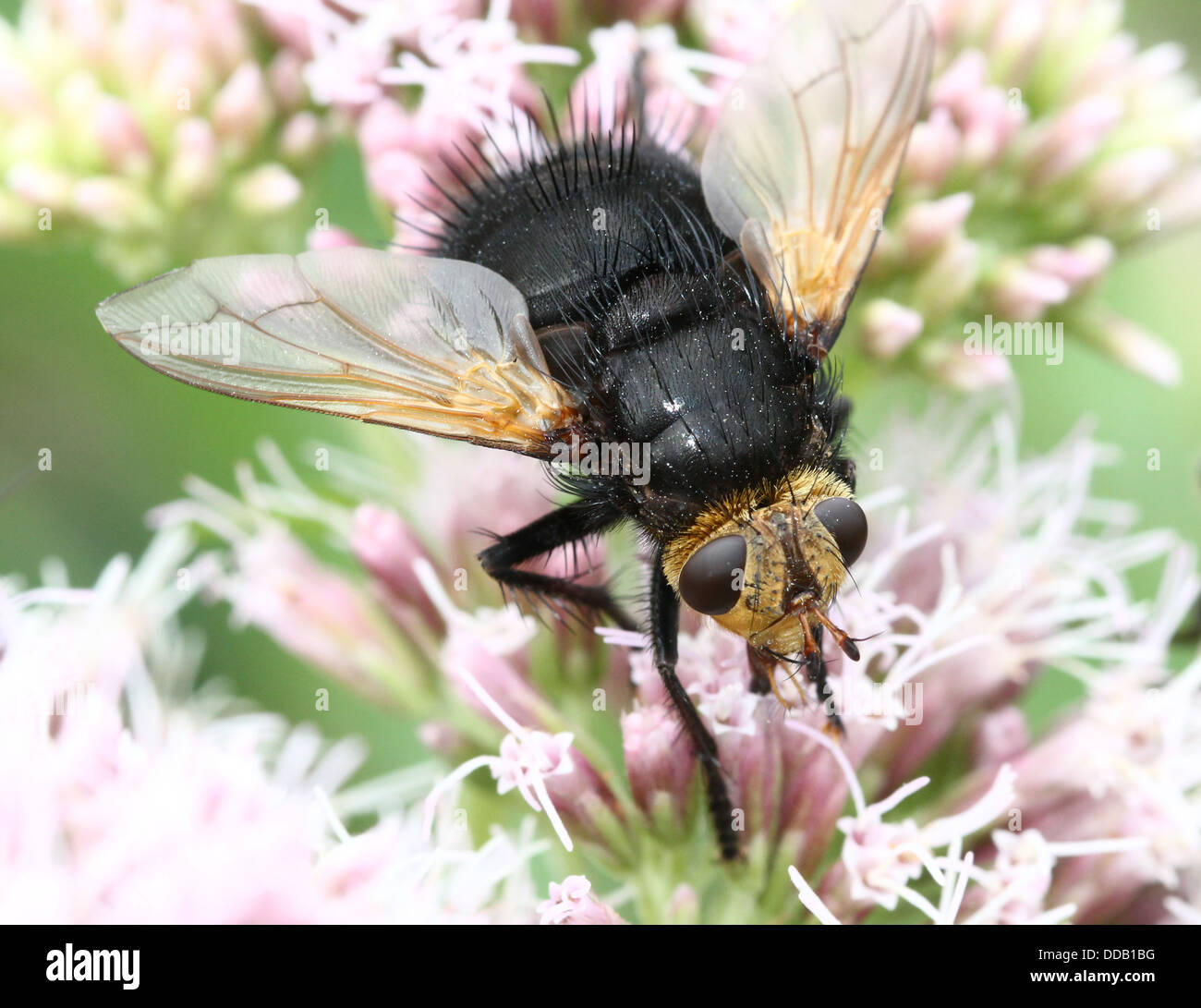 Tachinaire géant (Tachina grossa) se nourrissent d'une fleur d'agrimony-chanvre Banque D'Images