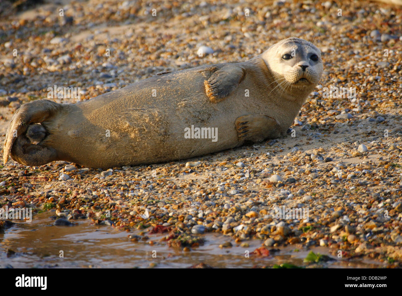 Phoque commun, Phoca vitulina, adulte seul couché sur plage de galets. Prises en septembre. Norfolk, Royaume-Uni. Banque D'Images