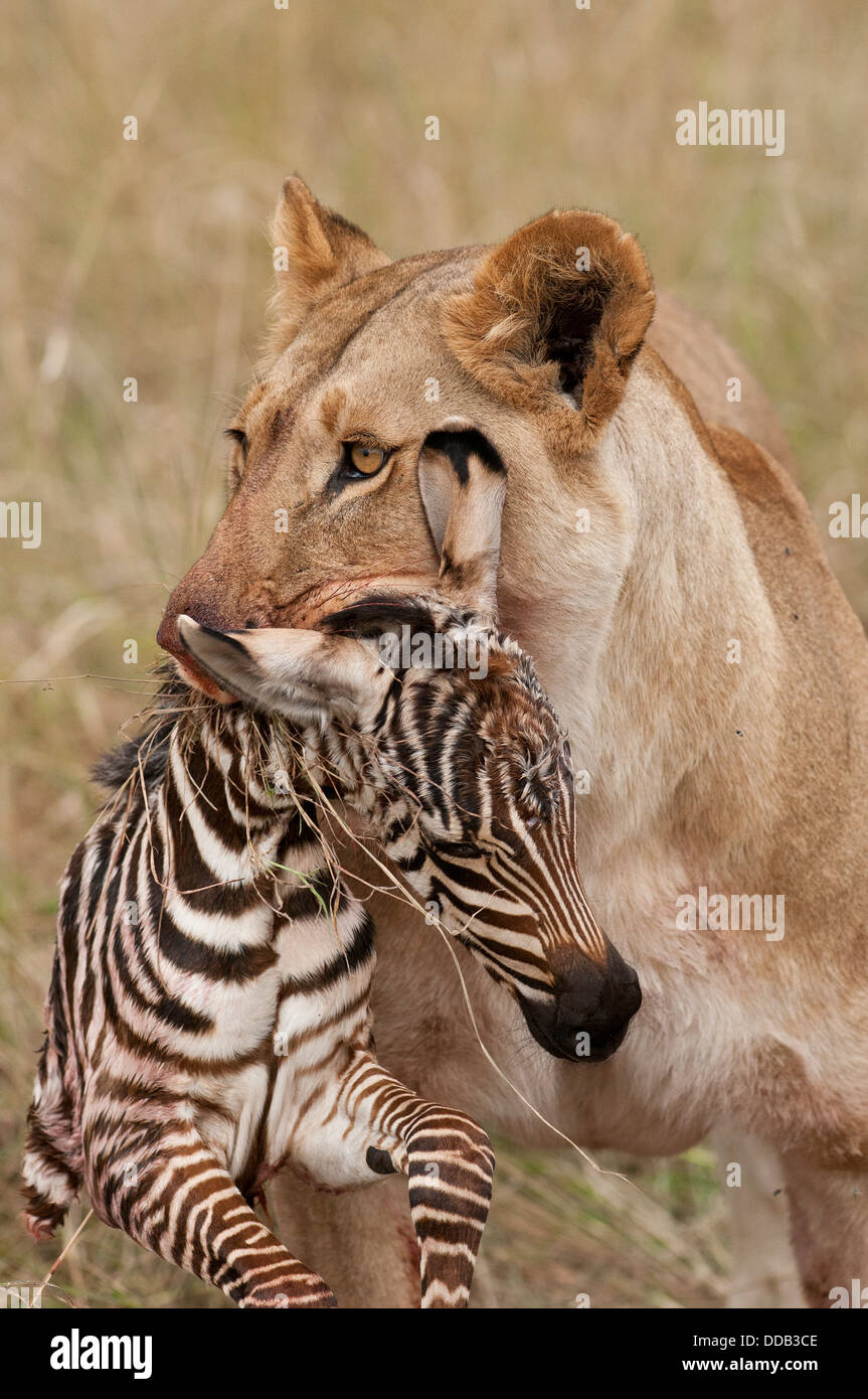 Lionne avec Zebra foal tuer. Banque D'Images