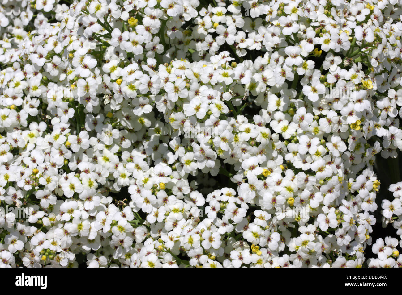 Sea kale Crambe maritima Close-up de fleurs, Suffolk, UK Banque D'Images