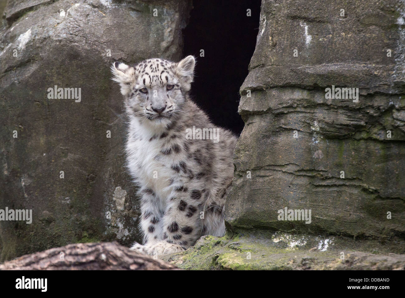 Snow Leopard cub, 17 semaines Banque D'Images Snow Leopard cub, 17 semaines Banque D'Images