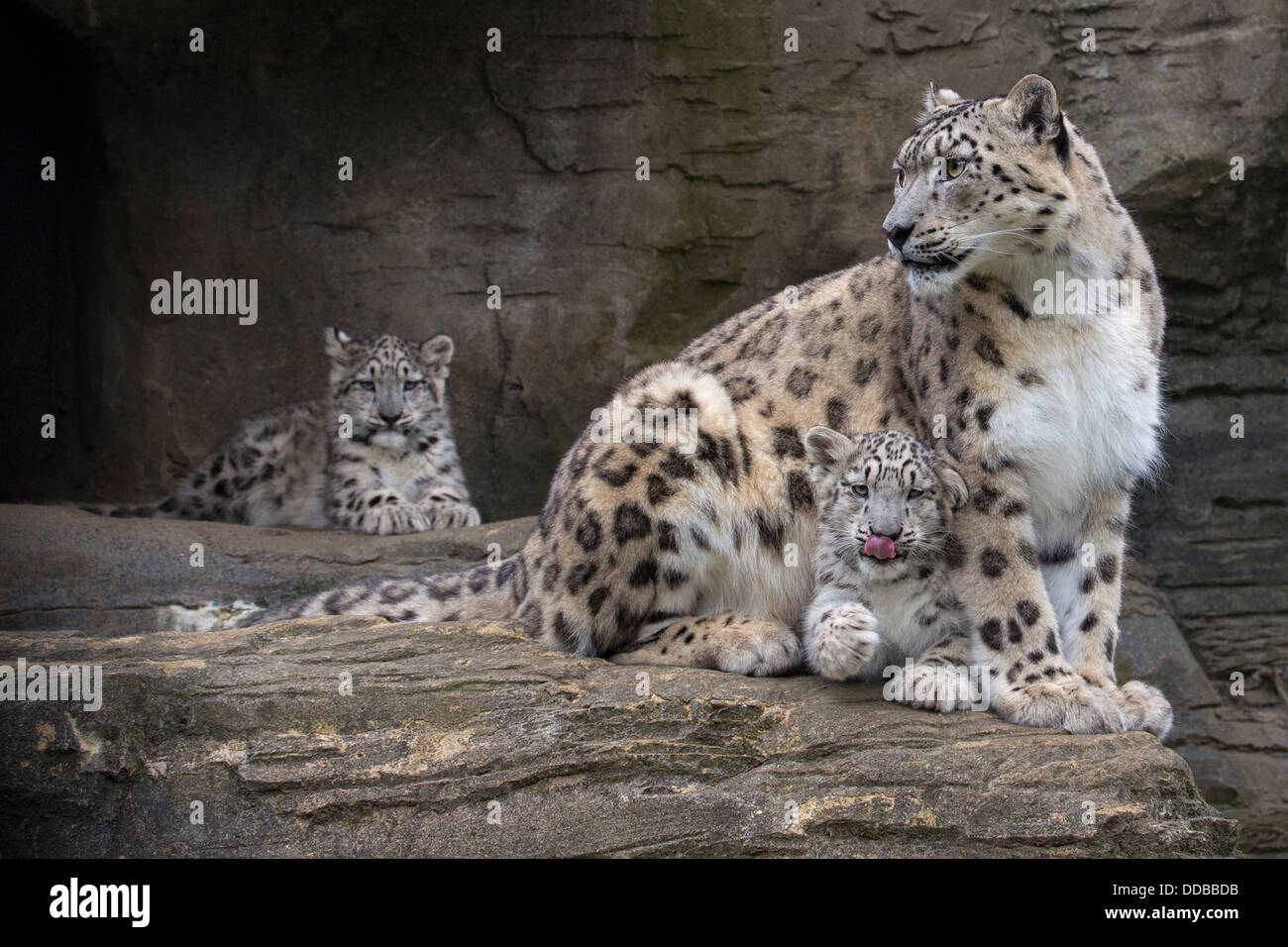 Snow Leopard avec ses 16 semaines d'oursons Banque D'Images