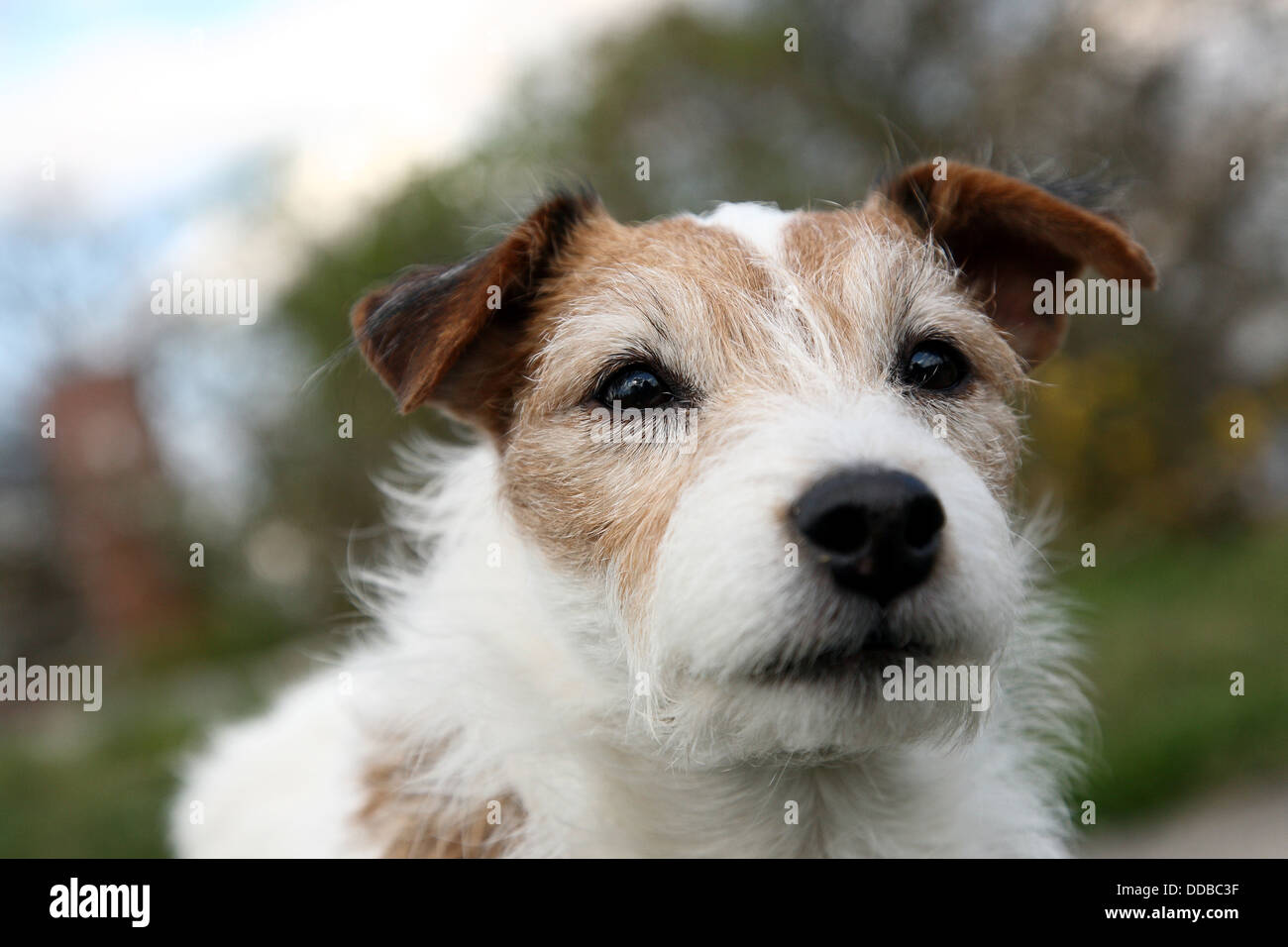 Berlin, Allemagne, Portrait d'un Parson Russell Terrier Banque D'Images