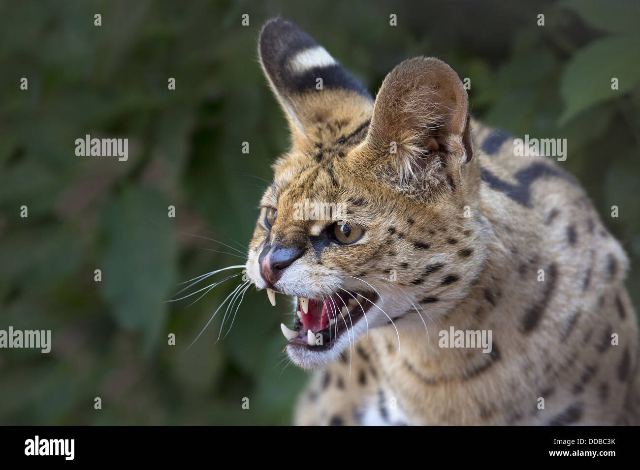 Serval, snarling Banque D'Images Serval, snarling Banque D'Images