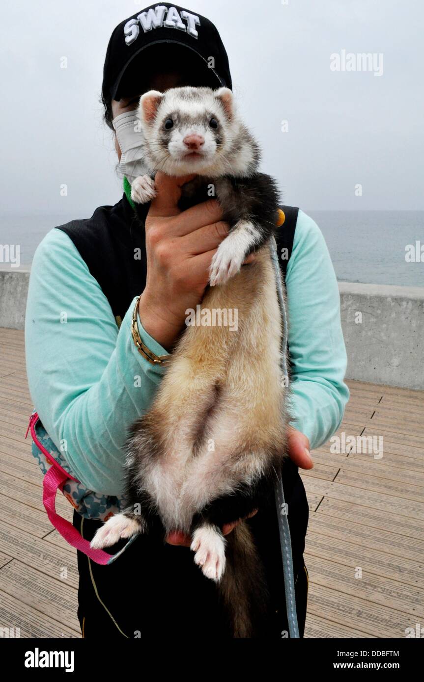 Japon) : Chatan femme asiatique avec un animal-ferret, près de Kadena Air  Base américaine Photo Stock - Alamy