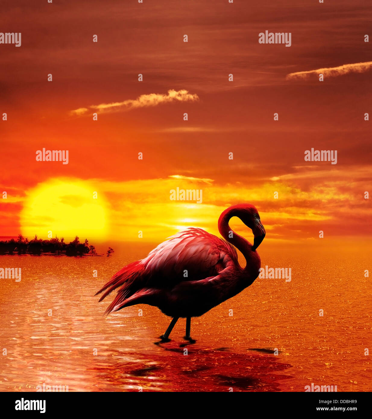 flamant-rose-au-coucher-du-soleil-banque-de-photographies-et-d-images