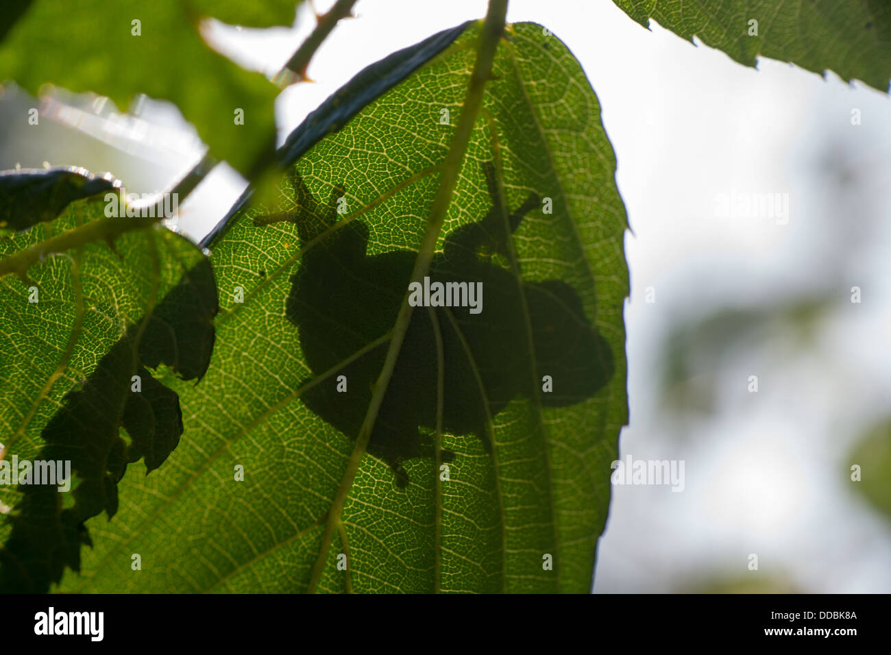 Hyla arborea rainette Banque D'Images