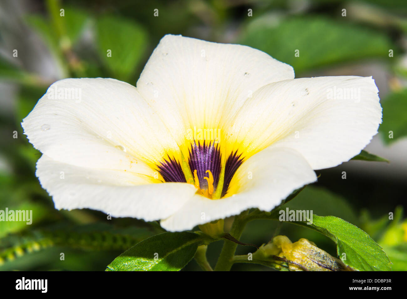 Macro fleur blanche résumé Banque D'Images