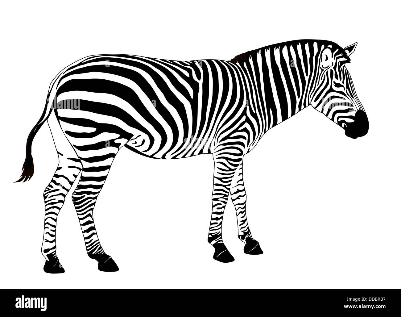 Vector Zebra Banque D'Images