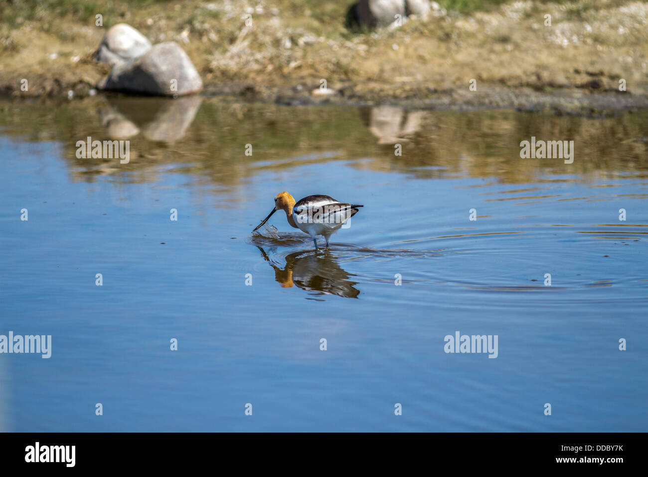 L'Avocette d'Amérique (Recurvirostra americana) beaux oiseaux colorés, trempant dans l'eau Projet de loi long bleu, avec mise en miroir de la réflexion. Banque D'Images