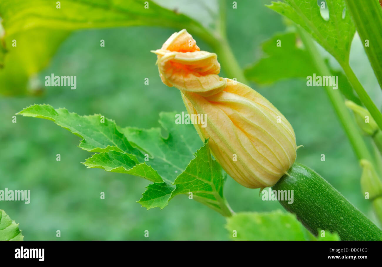 Gros plan sur une fleur de courgette dans un jardin Banque D'Images