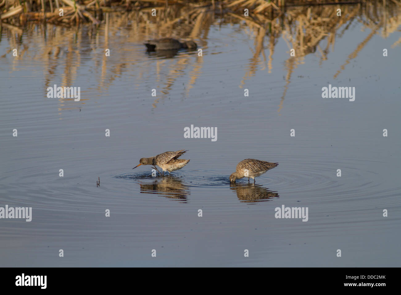 La Barge marbrée (Limosa fedoa) une paire, à la recherche de nourriture et d'alimentation dans une prairie slough. Parfait reflet dans l'eau bleue Banque D'Images