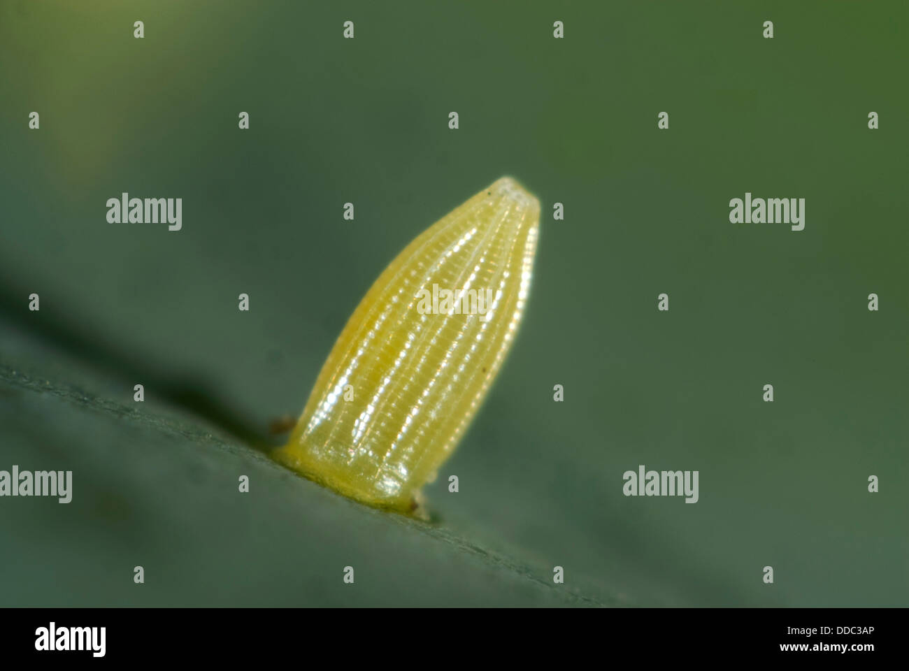 Oeuf du petit papillon blanc, Pieris rapae, sur une feuille de chou Banque D'Images