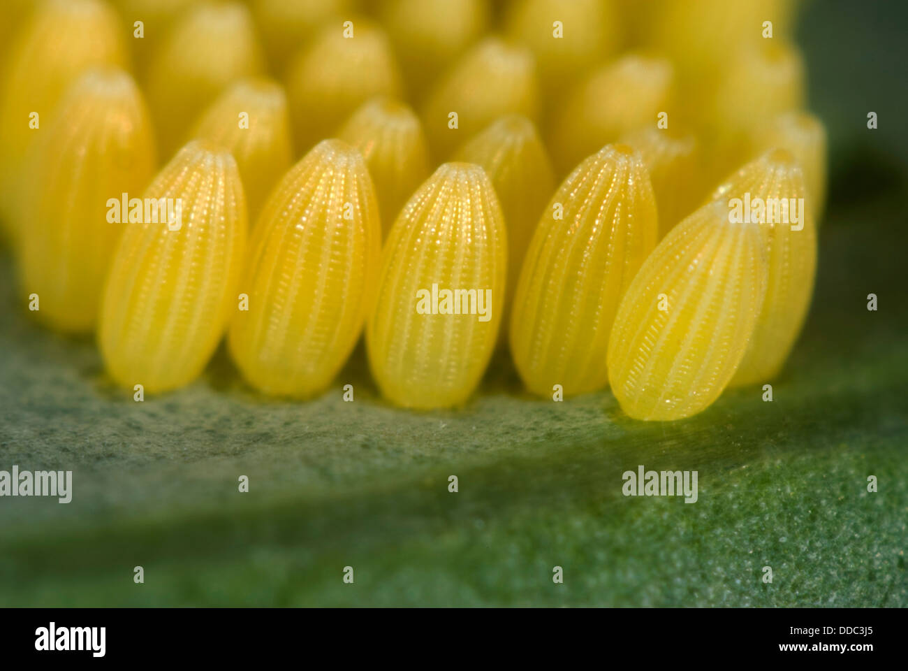 Les œufs de la chou ou grand papillon blanc, Pieris brassicae, Banque D'Images